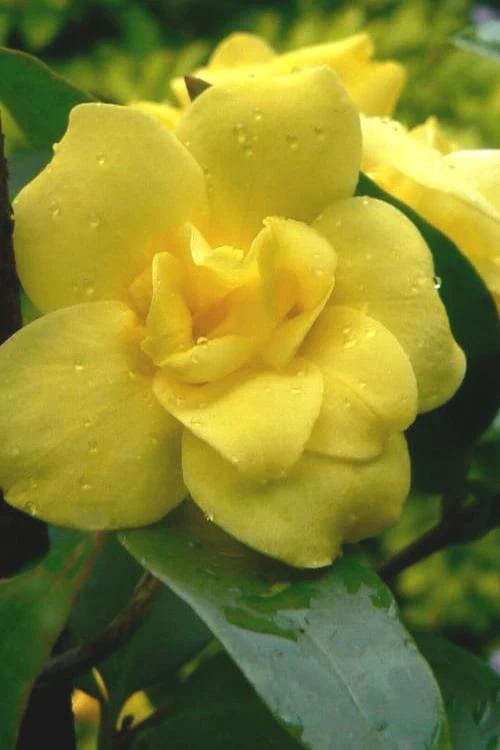 Pride Of Augusta Double Flowering Carolina Jasmine - 2 Gallon Pot 3 Pride Of Augusta Double Flowering Carolina Jasmine - 2 Gallon Pot