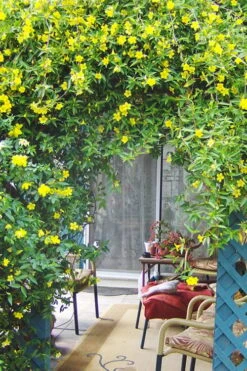 Pride Of Augusta Double Flowering Carolina Jasmine - 3 Gallon Pot -Outlet Drip Mingle Store Jasmine Pride Of Augusta 2 1