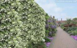 Variegated Confederate Jasmine - Trachelospermum Jasminoides - 6 Pack Of 1 Gallon Pots -Outlet Drip Mingle Store Jasmine Variegated Confederate 11