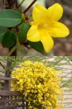 Swamp Carolina Jasmine (Jessamine) - Gelsemium Rankinii - 2 Gallon Pot -Outlet Drip Mingle Store Jasmine rankinii Swamp Jessamine 1