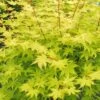 Summer Gold Japanese Maple - 3 Gallon Pot 1 Summer Gold Japanese Maple - 3 Gallon Pot -Outlet Drip Mingle Store Jpanese Maple Summer Gold 2 500x750 2