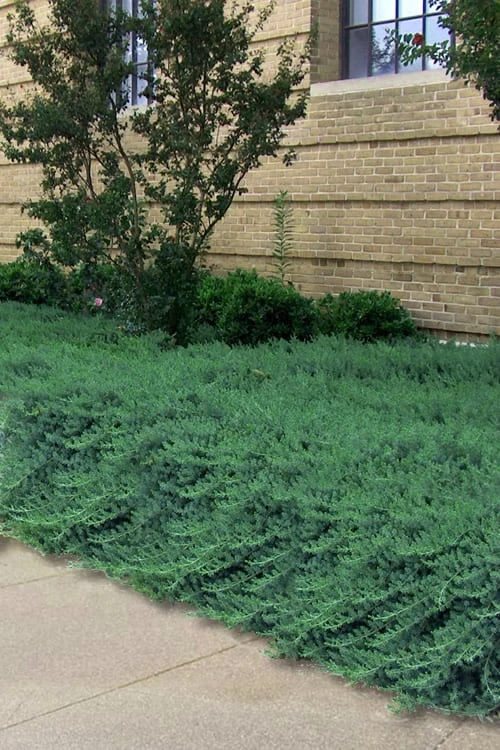 Blue Pacific Juniper - 6-Pack Of 1 Gallon Pots 3 Blue Pacific Juniper - 6-Pack Of 1 Gallon Pots