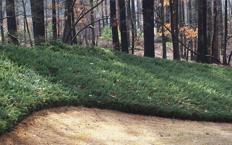 Blue Pacific Juniper - 6-Pack Of 1 Gallon Pots 6 Blue Pacific Juniper - 6-Pack Of 1 Gallon Pots - Image 4