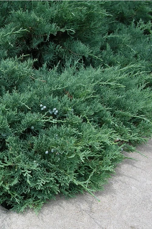 Blue Sargent Juniper - 6-Pack Of 1 Gallon Pots 3 Blue Sargent Juniper - 6-Pack Of 1 Gallon Pots