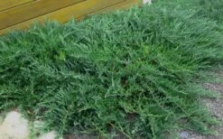 Blue Sargent Juniper - 1 Gallon Pot -Outlet Drip Mingle Store Juniper Blue Sargent Rev 1