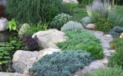 Blue Star Juniper - 3 Gallon Pot -Outlet Drip Mingle Store Juniper Blue Star 14 2