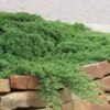 Green Mound Juniper - 2 Gallon Pot -Outlet Drip Mingle Store Juniper Green Mound 10