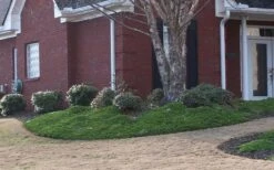 Green Mound Juniper - 2 Gallon Pot -Outlet Drip Mingle Store Juniper Green Mound