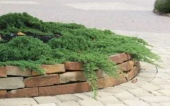 Green Mound Juniper - 2 Gallon Pot -Outlet Drip Mingle Store Juniper Green Mound 4