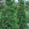 Hetzi Columnar Juniper - 3 Gallon Pot 1 Hetzi Columnar Juniper - 3 Gallon Pot -Outlet Drip Mingle Store Juniper Hetzi Column 500x750 1