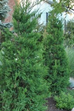 Hetzi Columnar Juniper - 3 Gallon Pot
