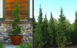 Hetzi Columnar Juniper - 3 Gallon Pot -Outlet Drip Mingle Store Juniper Hetzi Columnar Landscape 2