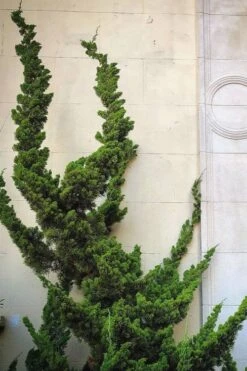 Hollywood Torulosa Juniper - 7 Gallon Pot (5-6') -Outlet Drip Mingle Store Juniper Hollywood 12 2