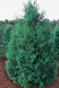 Iowa Juniper - 7 Gallon Pot (4-5')