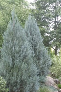 Moonglow Pyramidal Blue Juniper - 7 Gallon Pot (3-4') -Outlet Drip Mingle Store Juniper Moonglow 4