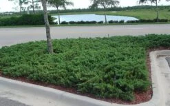 Parsons Juniper - Juniperus Davurica 'Parsonii' - 1 Gallon Pot 13 Parsons Juniper - Juniperus Davurica 'Parsonii' - 1 Gallon Pot -Outlet Drip Mingle Store Juniper Parsons 5 1