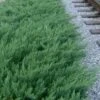 Parsons Juniper - Juniperus Davurica 'Parsonii' - 1 Gallon Pot -Outlet Drip Mingle Store Juniper Parsons Rev 500x750 2