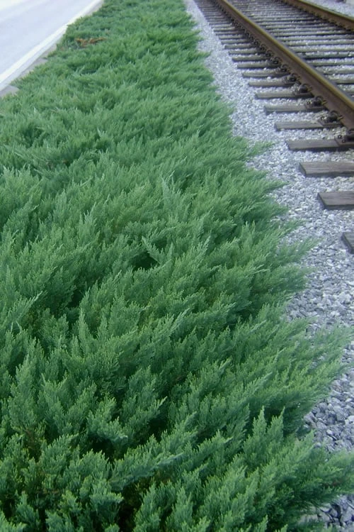 Parsons Juniper - Juniperus Davurica 'Parsonii' - 1 Gallon Pot 3 Parsons Juniper - Juniperus Davurica 'Parsonii' - 1 Gallon Pot
