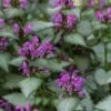 Beacon Silver Lamium - 5 Pack Of Pint Pots