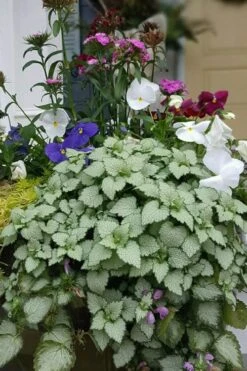 Beacon Silver Lamium - 5 Pack Of Pint Pots -Outlet Drip Mingle Store Lamium Beacons Silver 2