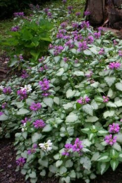 Beacon Silver Lamium - 5 Pack Of Pint Pots -Outlet Drip Mingle Store Lamium Beacons Silver 3