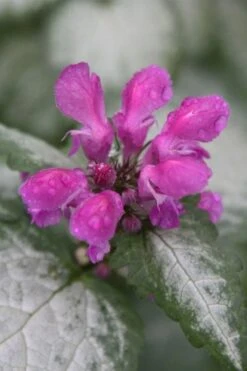 Beacon Silver Lamium - 5 Pack Of Pint Pots -Outlet Drip Mingle Store Lamium Beacons Silver 4