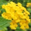 New Gold Hardy Lantana - 1 Gallon Pot 1 New Gold Hardy Lantana - 1 Gallon Pot -Outlet Drip Mingle Store Lantana New Gold 13