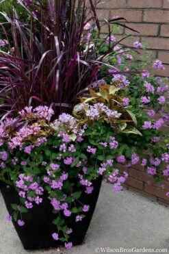 Trailing Lavender Lantana - 1 Gallon Pot -Outlet Drip Mingle Store Lantana Trailing Lavender 16