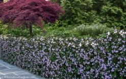 Trailing Lavender Lantana - 1 Gallon Pot -Outlet Drip Mingle Store Lantana Trailing Lavender 22