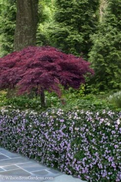 Trailing Lavender Lantana - 1 Gallon Pot -Outlet Drip Mingle Store Lantana Trailing Lavender 23