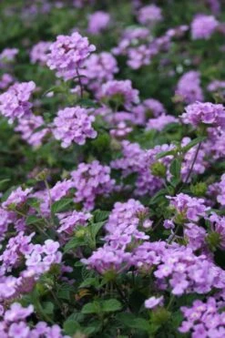 Trailing Lavender Lantana - 1 Gallon Pot -Outlet Drip Mingle Store Lantana Trailing Lavender 500x750 1