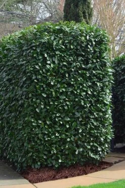 Schip Laurel (Prunus Laurocersasus 'Schipkaensis') - 6 Pack Of 1 Gallon Pots -Outlet Drip Mingle Store Laurel Schip 2 1