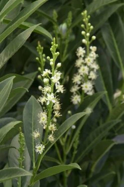 Schip Laurel (Prunus Laurocersasus 'Schipkaensis') - 3 Gallon Pot 13 Schip Laurel (Prunus Laurocersasus 'Schipkaensis') - 3 Gallon Pot -Outlet Drip Mingle Store Laurel Schip 3