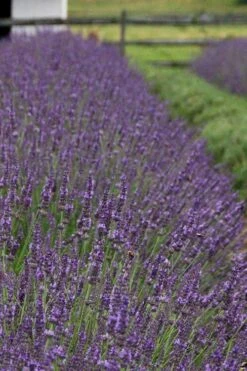 Phenomenal Lavender - 10" Patio Pot 13 Phenomenal Lavender - 10" Patio Pot -Outlet Drip Mingle Store Lavender Phenomenal 11