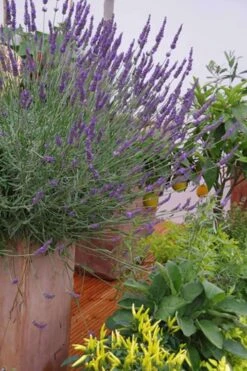 Phenomenal Lavender - 10" Patio Pot 12 Phenomenal Lavender - 10" Patio Pot -Outlet Drip Mingle Store Lavender Phenomenal 12