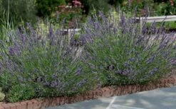Phenomenal Lavender - 10" Patio Pot 11 Phenomenal Lavender - 10" Patio Pot -Outlet Drip Mingle Store Lavender Phenomenal 13