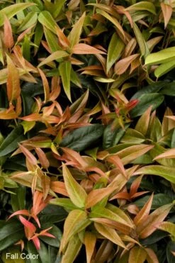 Scarletta Fetterbush - Leucothoe Fontanesiana 'Zeblid' - 1 Gallon Pot 11 Scarletta Fetterbush - Leucothoe Fontanesiana 'Zeblid' - 1 Gallon Pot -Outlet Drip Mingle Store Leucothoe Scarletta 2 1