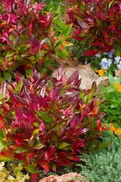 Scarletta Fetterbush - Leucothoe Fontanesiana 'Zeblid' - 2 Gallon Pot 13 Scarletta Fetterbush - Leucothoe Fontanesiana 'Zeblid' - 2 Gallon Pot -Outlet Drip Mingle Store Leucothoe Scarletta 4