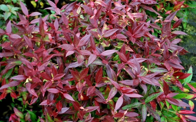 Scarletta Fetterbush - Leucothoe Fontanesiana 'Zeblid' - 1 Gallon Pot 7 Scarletta Fetterbush - Leucothoe Fontanesiana 'Zeblid' - 1 Gallon Pot - Image 5