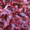 Scarletta Fetterbush - Leucothoe Fontanesiana 'Zeblid' - 3 Gallon Pot
