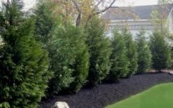Leyland Cypress - 3 Gallon Pot 12 Leyland Cypress - 3 Gallon Pot -Outlet Drip Mingle Store Leyland Cypress 50