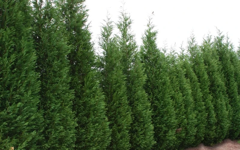 Leyland Cypress - 3 Gallon Pot 8 Leyland Cypress - 3 Gallon Pot - Image 6
