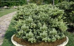 Jack Frost Ligustrum (Privet) - 3 Gallon Pot -Outlet Drip Mingle Store Ligustrum Jack Frost 6