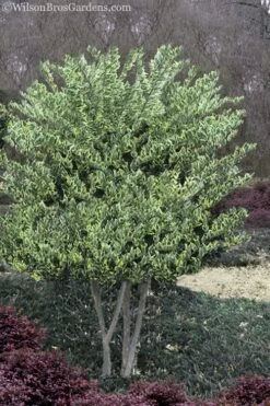 Jack Frost Ligustrum (Privet) - 3 Gallon Pot -Outlet Drip Mingle Store Ligustrum Jack Frost 8