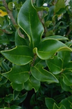 Wavy Leaf Ligustrum Recurvifolium - 1 Gallon Pot -Outlet Drip Mingle Store Ligustrum Recurvifolium 10