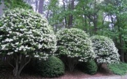 Wavy Leaf Ligustrum Recurvifolium - 1 Gallon Pot -Outlet Drip Mingle Store Ligustrum Recurvifolium 5