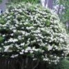 Wavy Leaf Ligustrum Recurvifolium - 1 Gallon Pot -Outlet Drip Mingle Store Ligustrum Recurvifolium 6