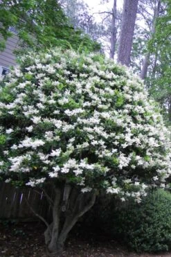 Wavy Leaf Ligustrum Recurvifolium - 1 Gallon Pot