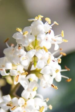 Wavy Leaf Ligustrum Recurvifolium - 1 Gallon Pot -Outlet Drip Mingle Store Ligustrum Recurvifolium 8