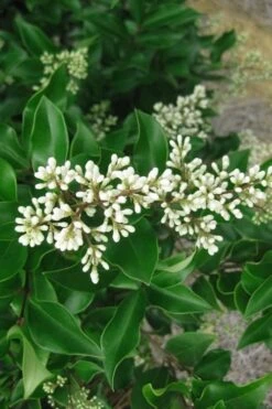 Wavy Leaf Ligustrum Recurvifolium - 1 Gallon Pot -Outlet Drip Mingle Store Ligustrum Recurvifolium Rev 500x750 1